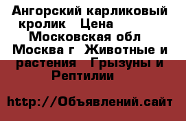 Ангорский карликовый кролик › Цена ­ 1 000 - Московская обл., Москва г. Животные и растения » Грызуны и Рептилии   
